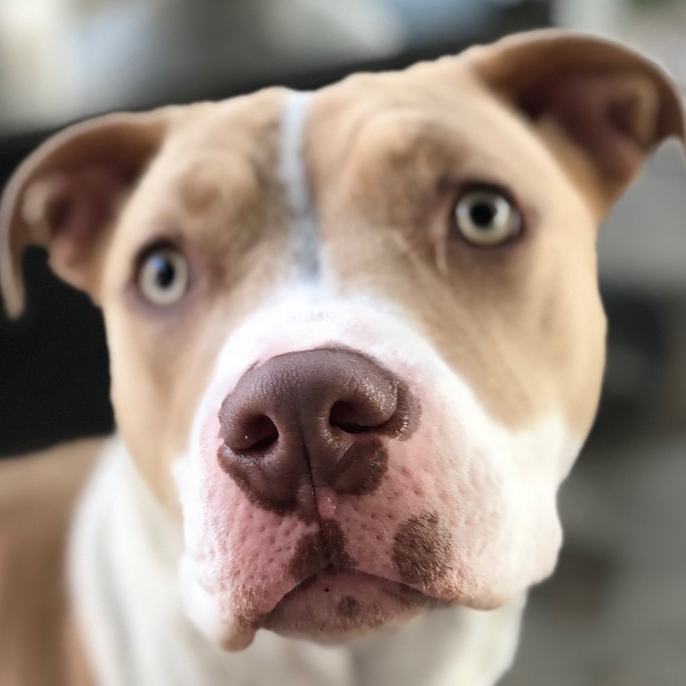 Meet your Posher, Ayden